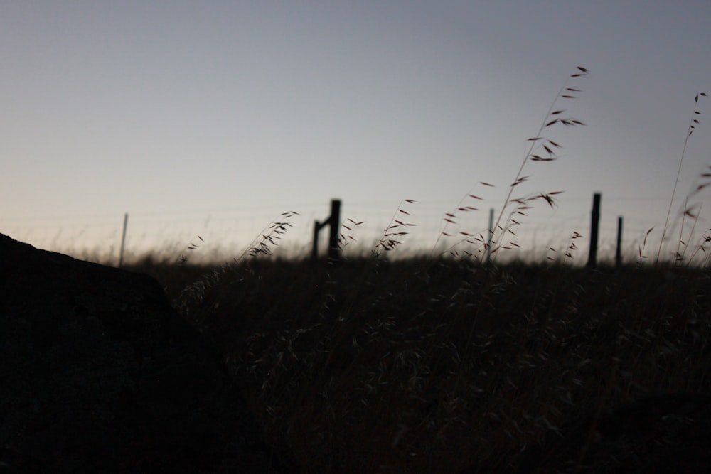 the silhouette of a person standing in a field