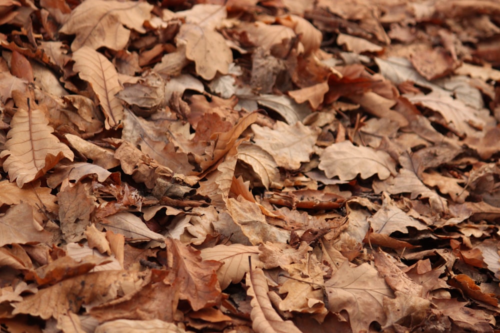 a bunch of leaves that are laying on the ground