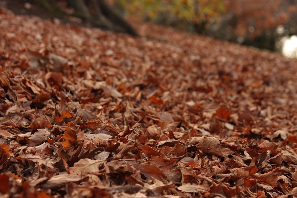 a dog is standing in the leaves of a tree