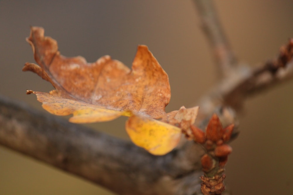 a close up of a leaf on a tree branch