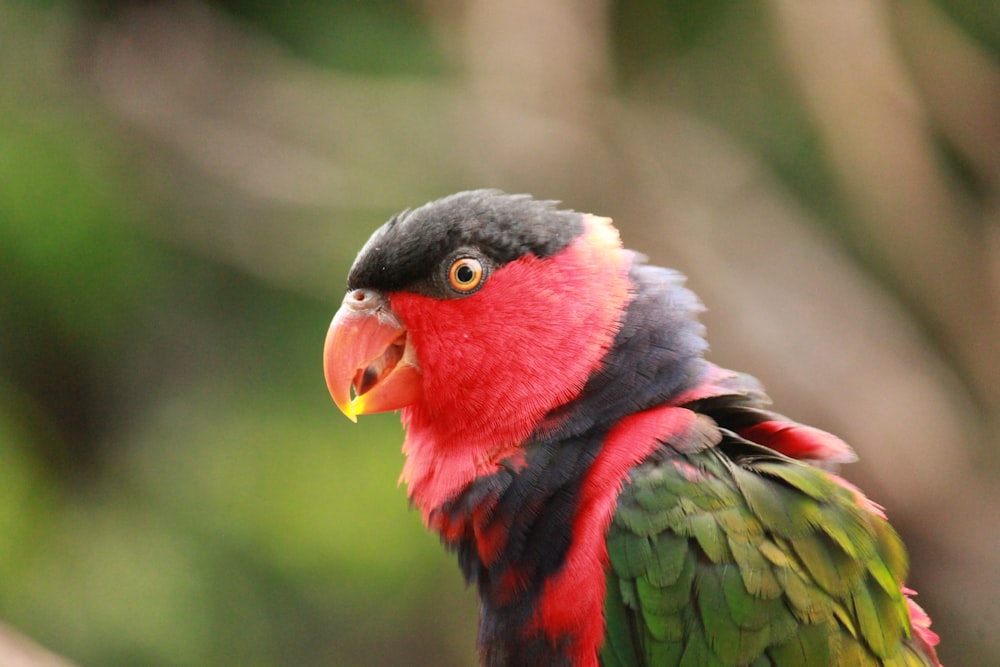 um pássaro vermelho, preto e verde com um bico amarelo