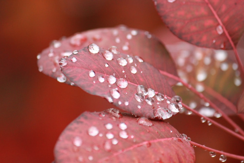 a close up of a red leaf with drops of water on it