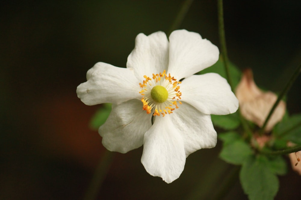 a close up of a white flower with green leaves