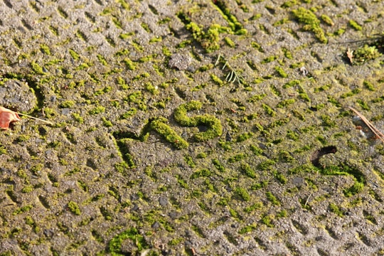 Moss grows on a textured concrete surface, with patches of green interspersed among the gray. A dried leaf and small twig are visible, enhancing the natural look.
