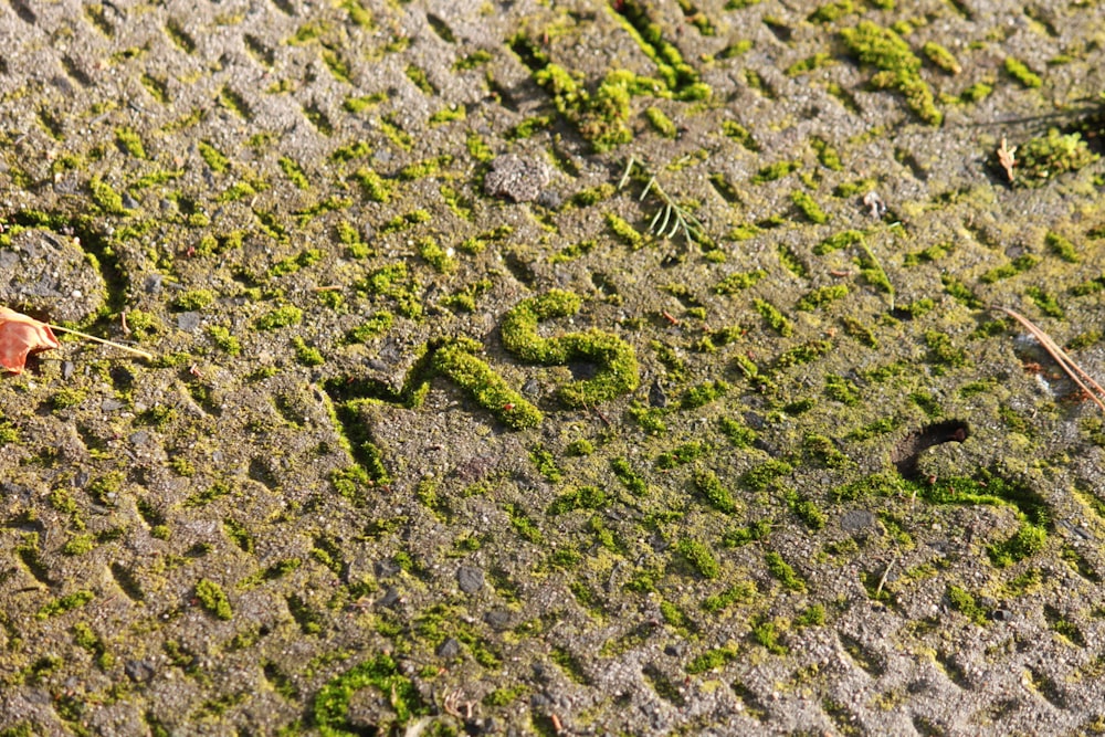 a leaf on the ground with moss growing on it