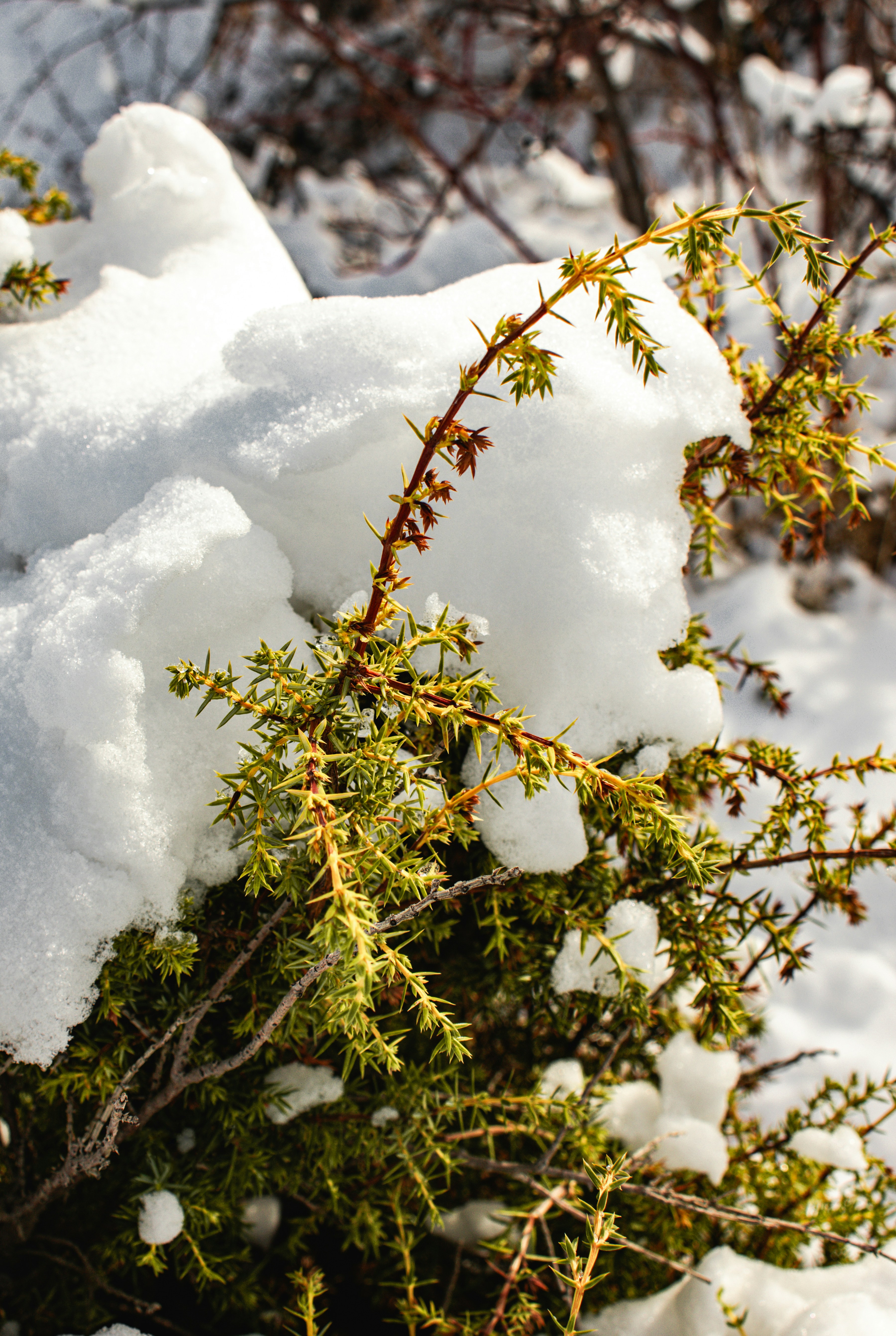 Photo by raluca_cotoara