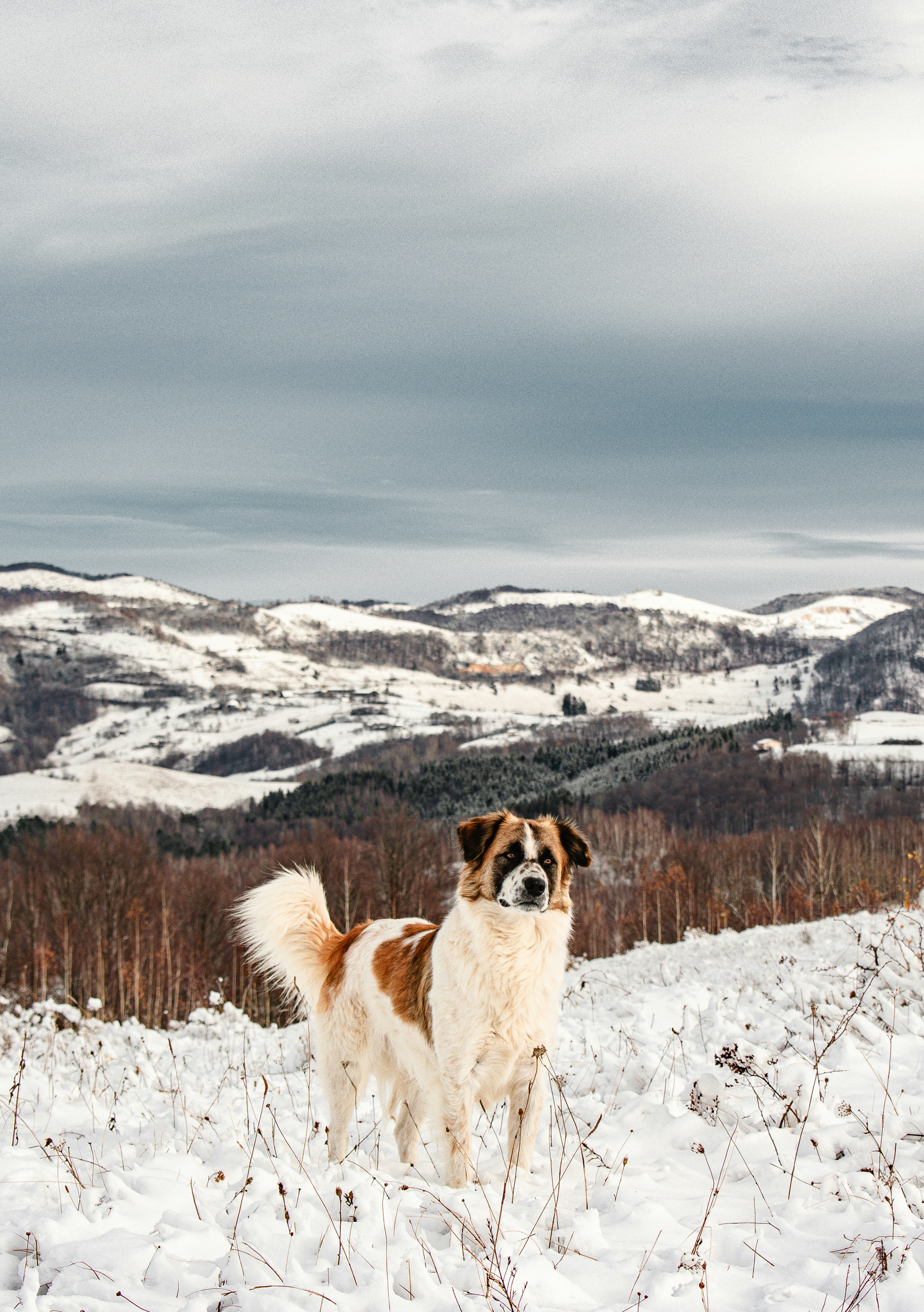 Photo by raluca_cotoara