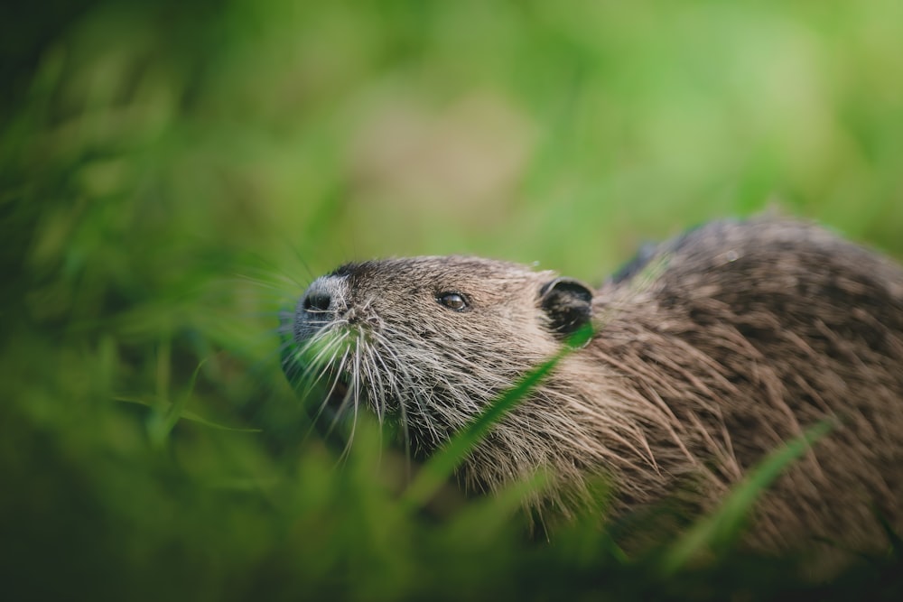 a close up of a animal in a field of grass