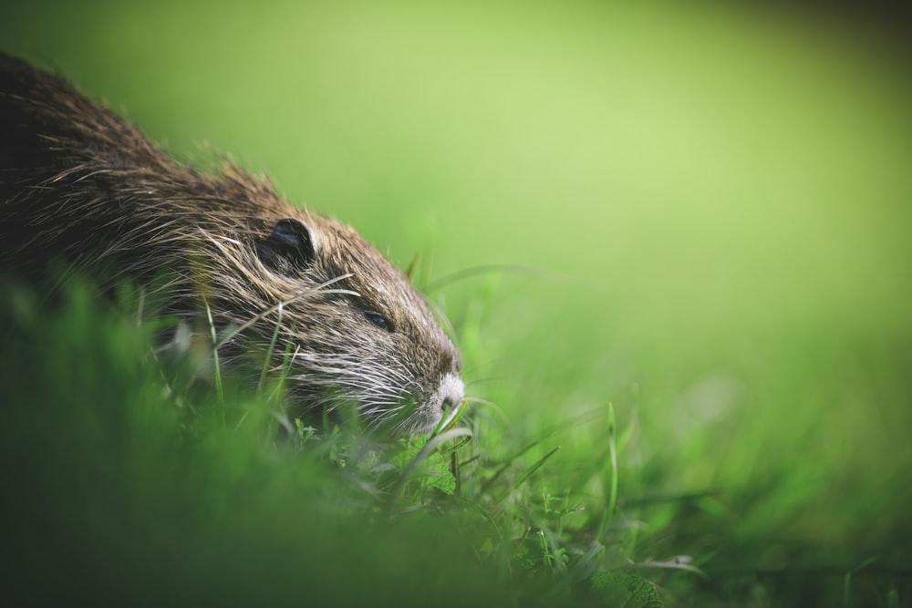 a close up of a rodent in the grass