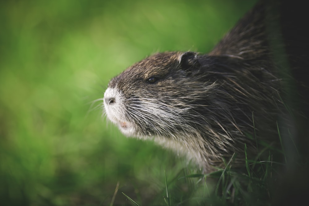 a close up of a rodent in the grass