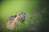 A small rodent with brown fur and a white-tipped nose peers through lush green grass. Its whiskers are prominent, and the background is softly blurred, creating a serene, natural setting.