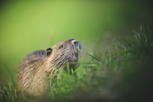 A small rodent with brown fur and a white-tipped nose peers through lush green grass. Its whiskers are prominent, and the background is softly blurred, creating a serene, natural setting.