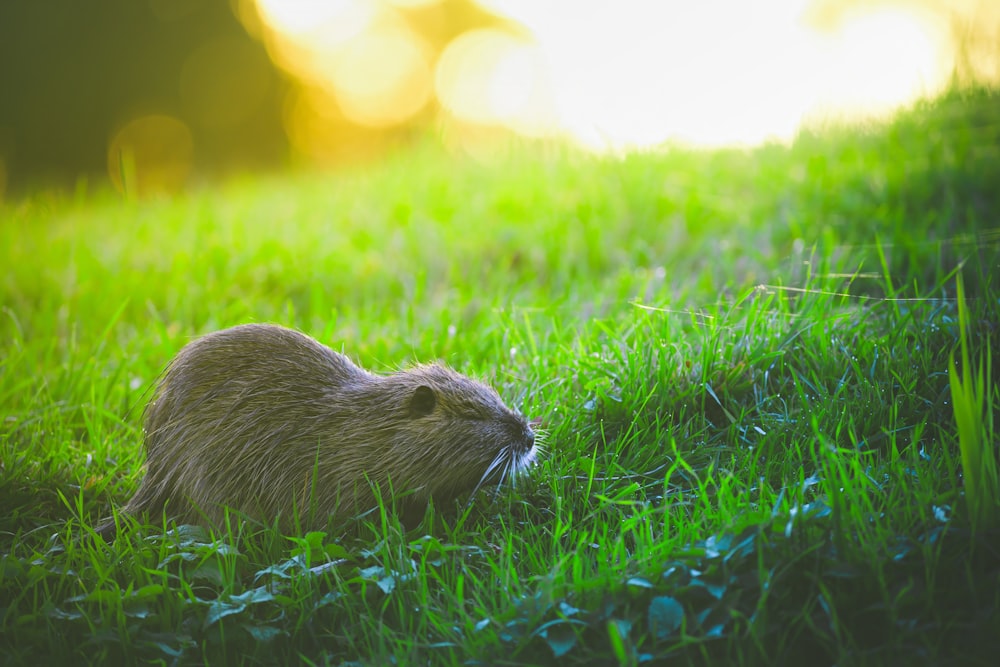 a capybara laying in the grass in the sun