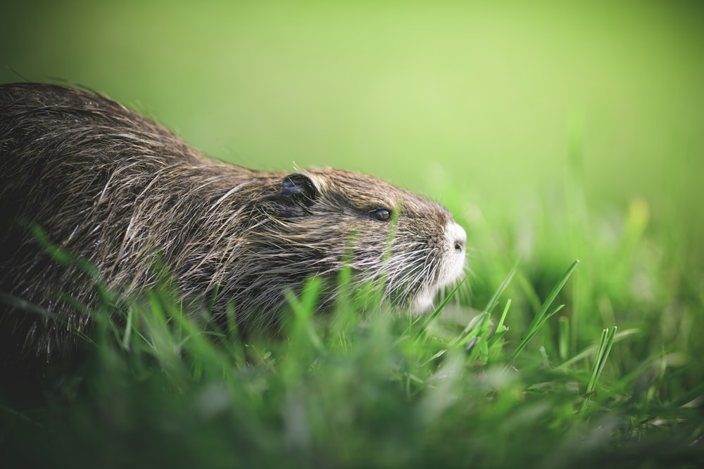 a close up of a rodent in the grass