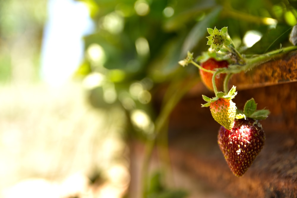a close up of a strawberry growing on a plant