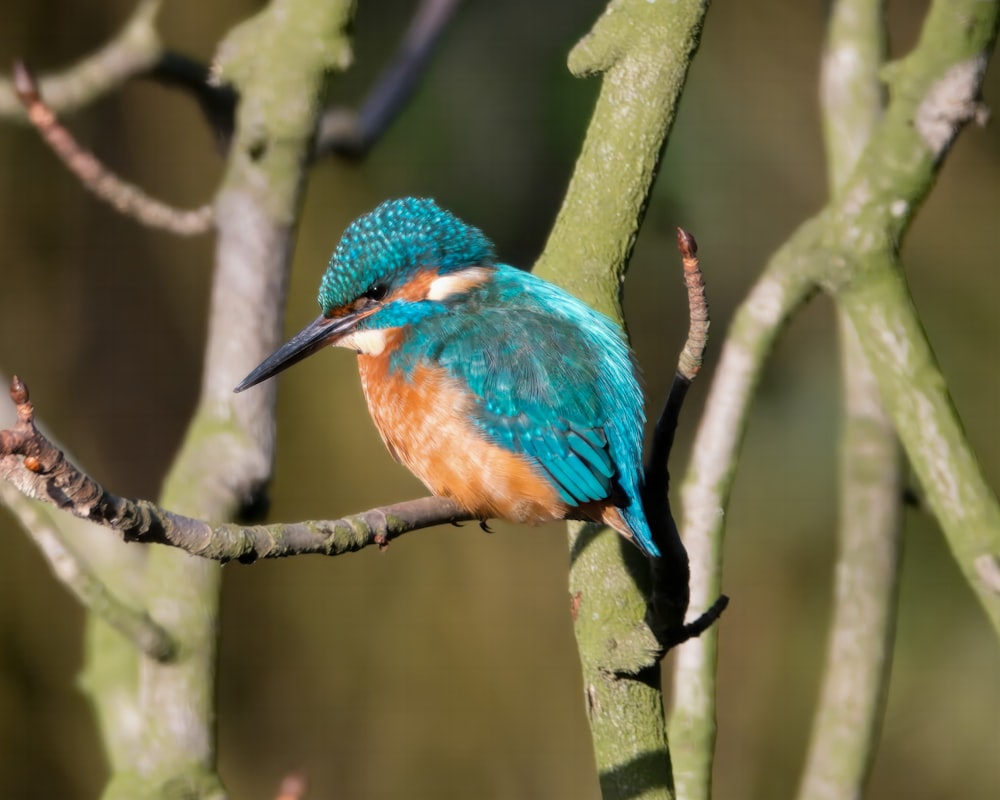 a blue and orange bird sitting on a tree branch