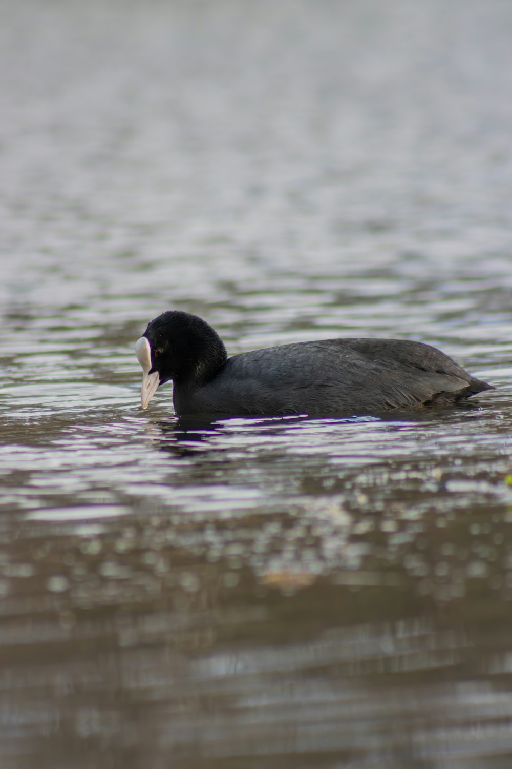 a black and white bird floating on top of a body of water