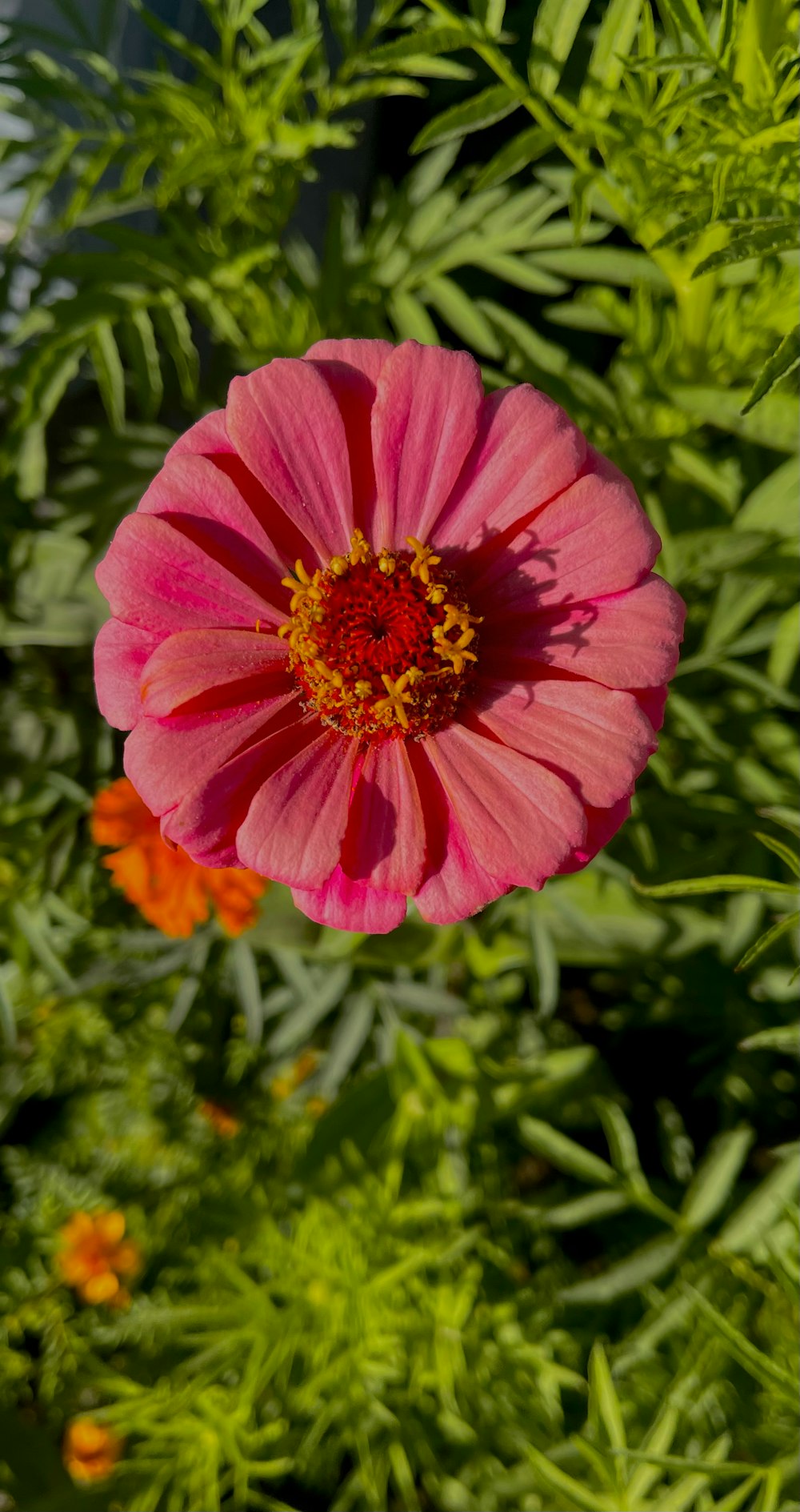 a pink flower with a yellow center surrounded by green leaves