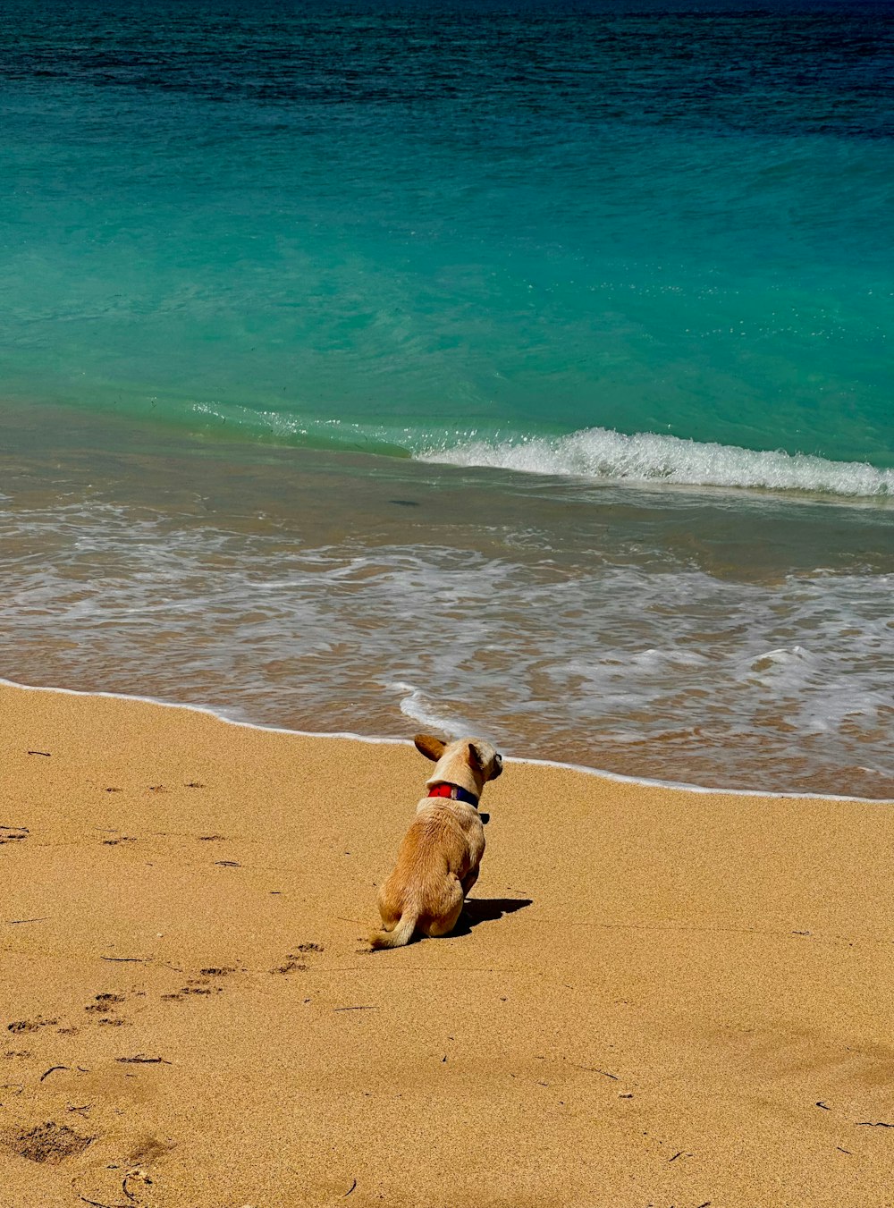 a dog sitting on a beach looking at the ocean