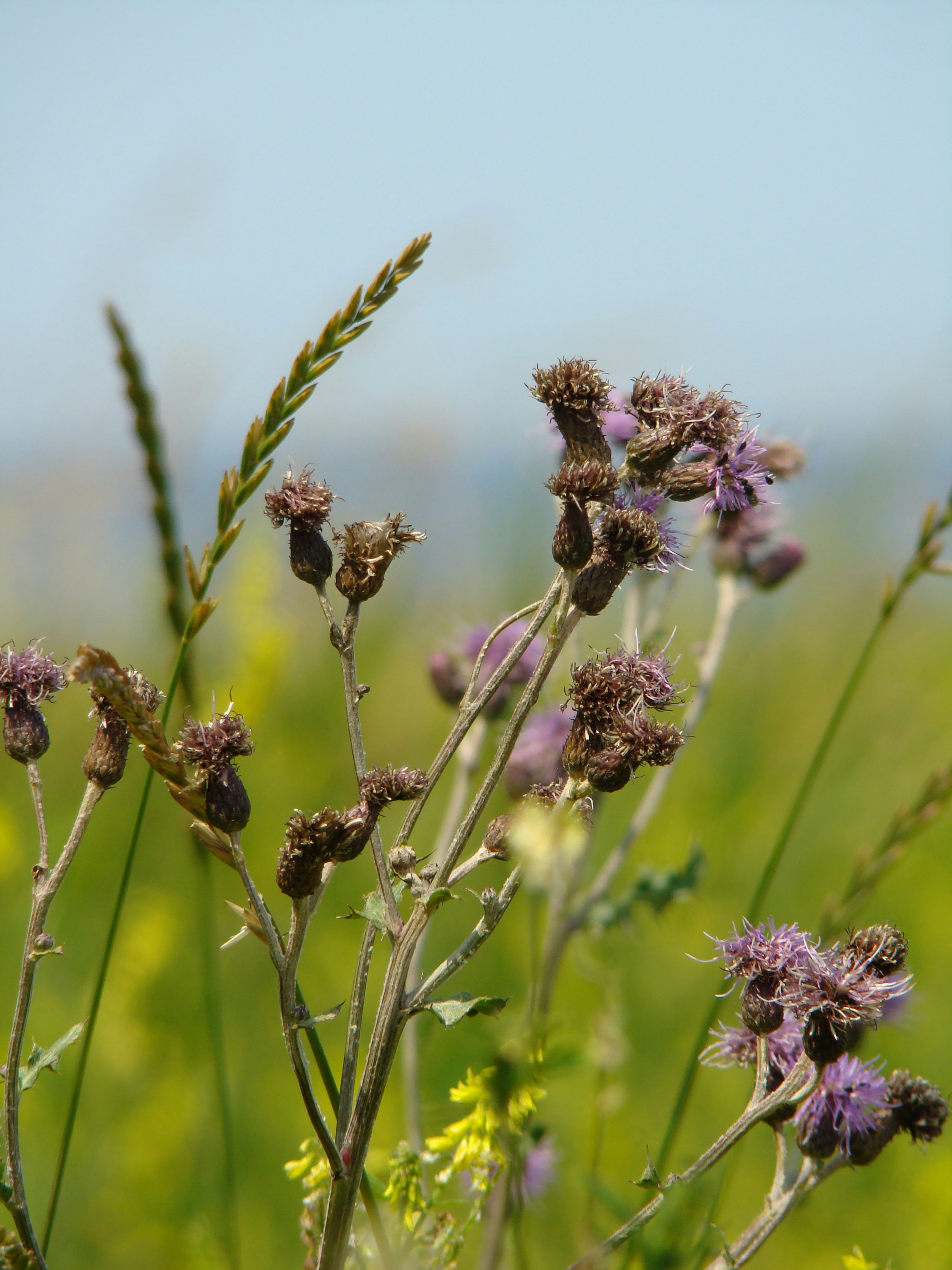 a bunch of flowers that are in the grass