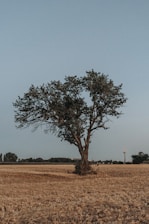 A close-up of a solitary tree standing amidst cleared land with construction equipment in the background