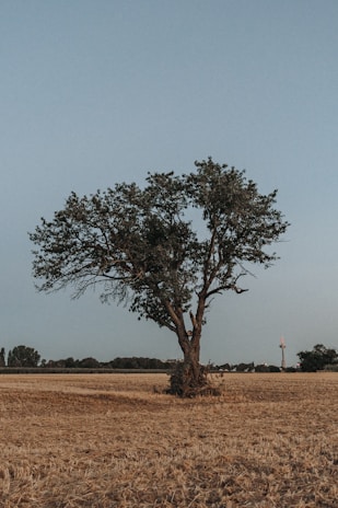 A close-up of a solitary tree standing amidst cleared land with construction equipment in the background