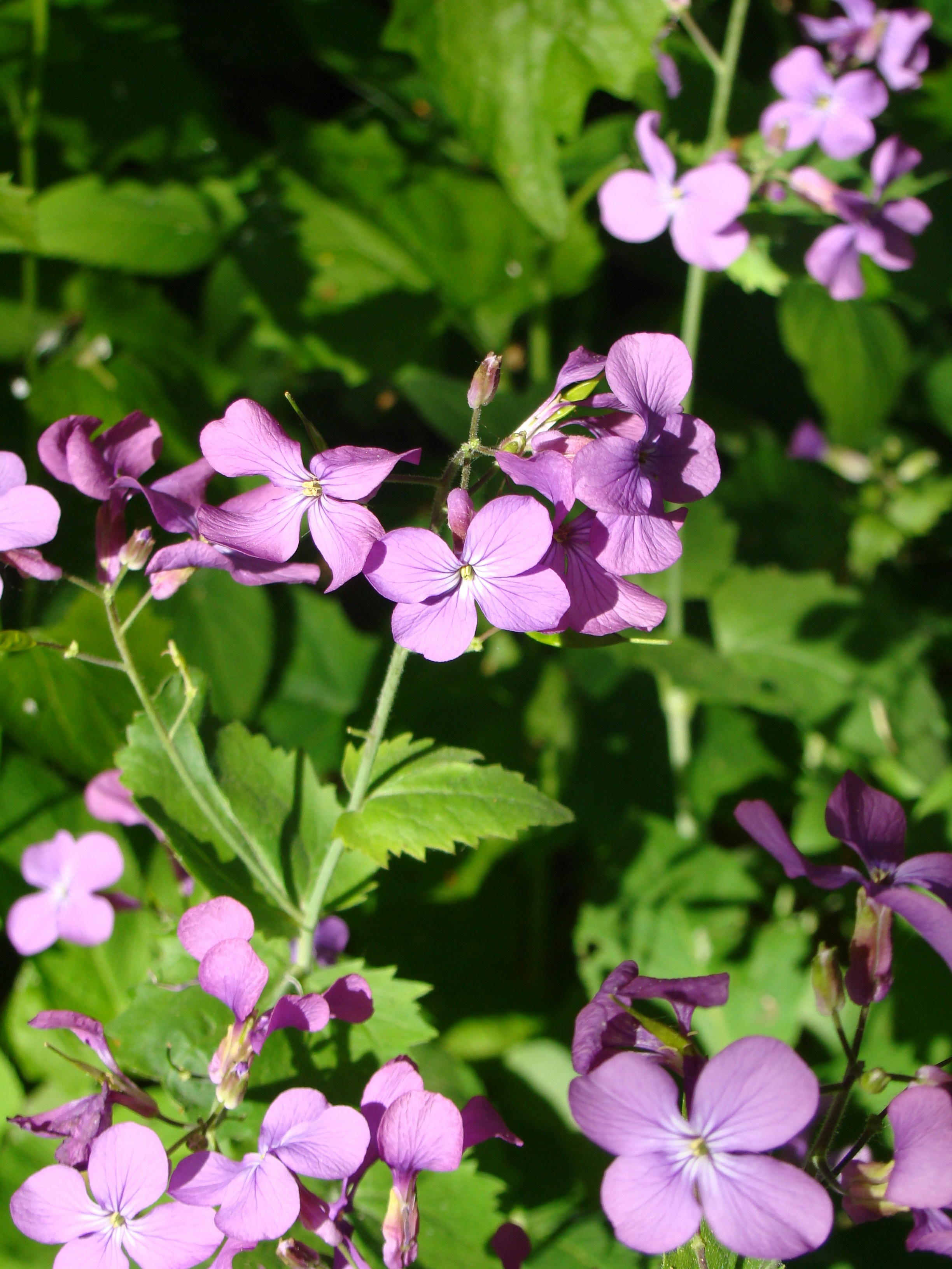 a bunch of purple flowers that are in the grass