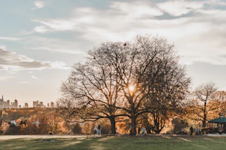 Volunteers planting trees in a neighborhood park at sunset.
