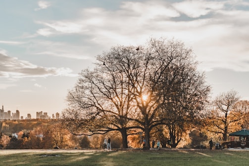 Volunteers planting trees in a neighborhood park at sunset, symbolizing community growth