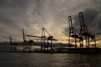a group of cranes sitting on top of a body of water