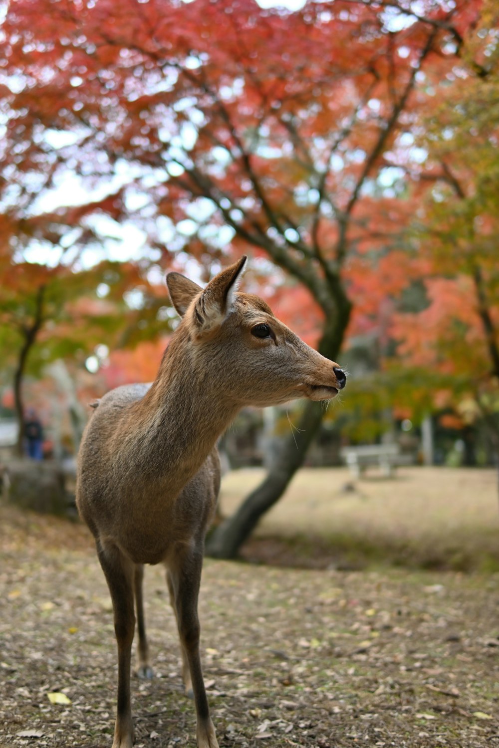 a small deer standing in the middle of a park