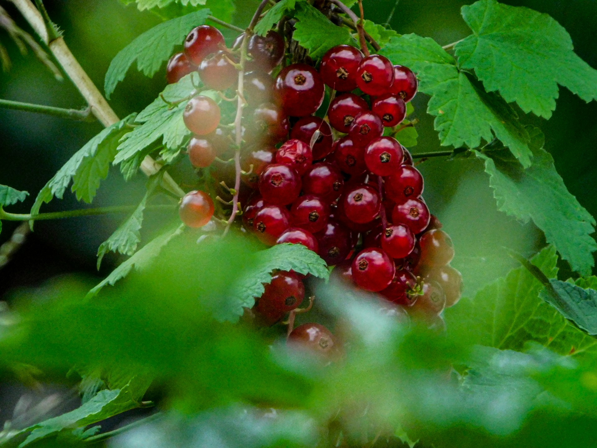 a bunch of berries hanging from a tree