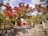 Serene view of a traditional Kyoto temple garden in autumn with vibrant maple leaves.