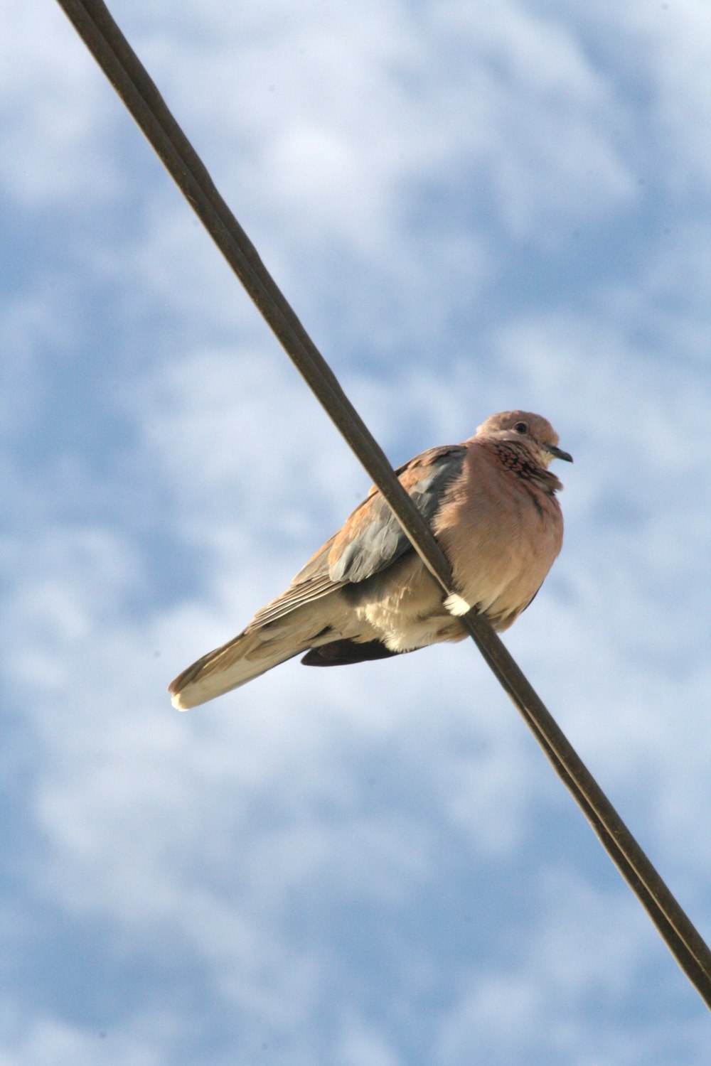 un oiseau assis sur une ligne électrique