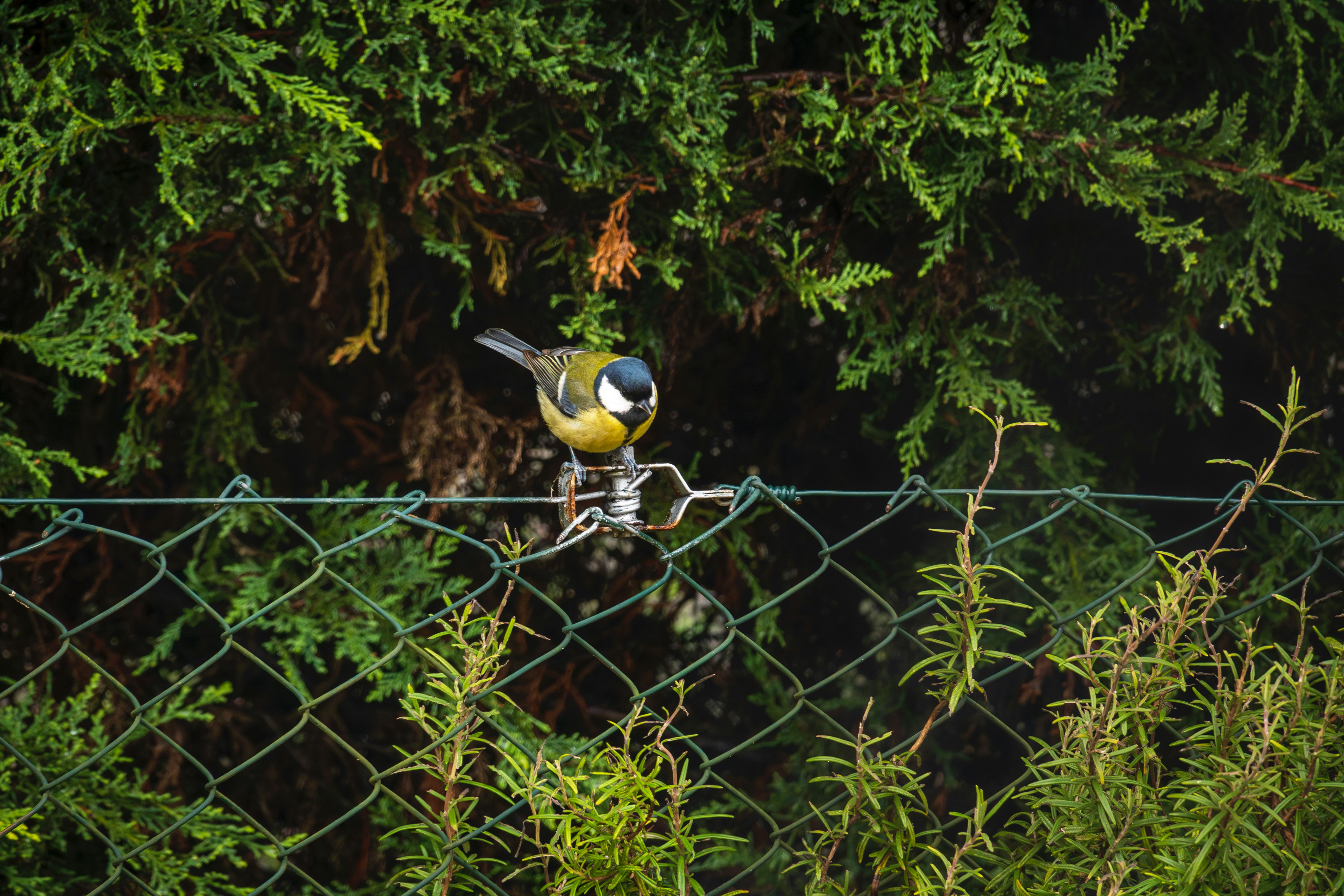 a small bird perched on a wire fence