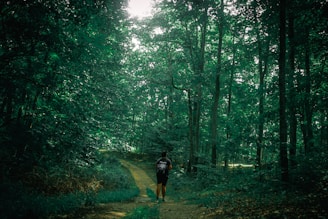 A sunlit trail winding through lush green forest with a traveler carrying a small backpack.