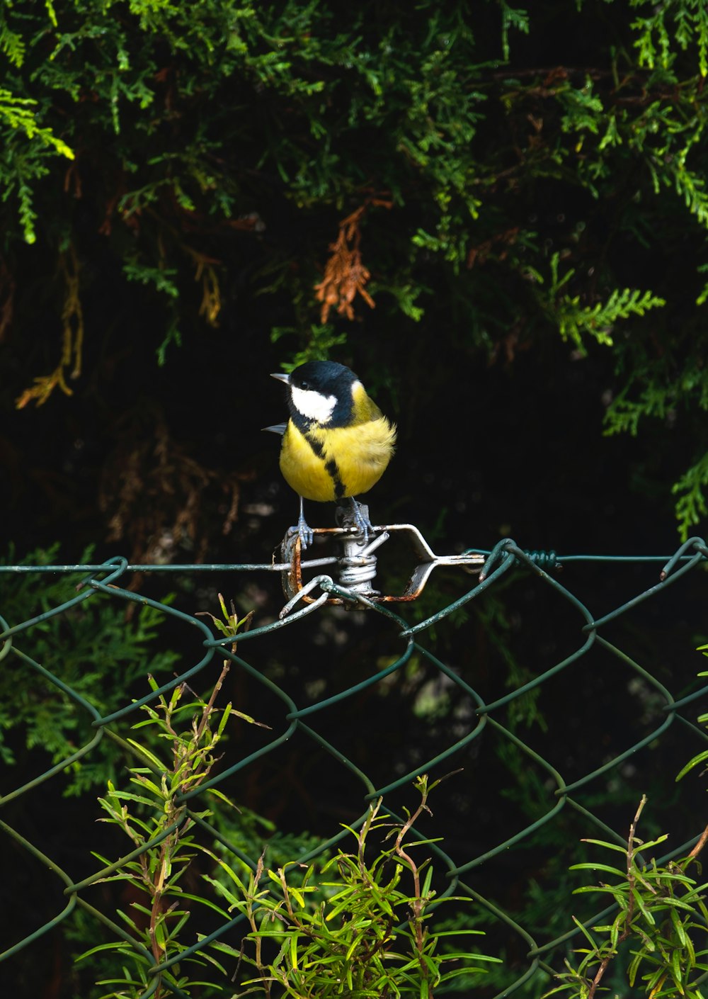 a yellow and black bird sitting on a wire fence