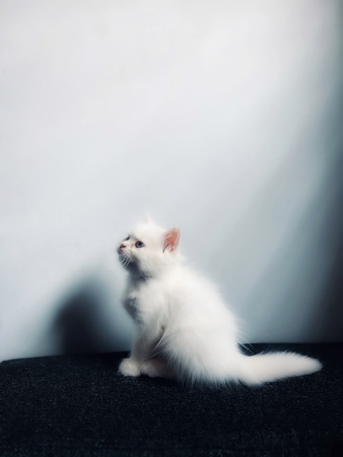 A fluffy white kitten with blue eyes is sitting against a soft, light background. The kitten's fur is well-groomed, and its small profile is captured in a side pose, looking upwards with a curious expression.