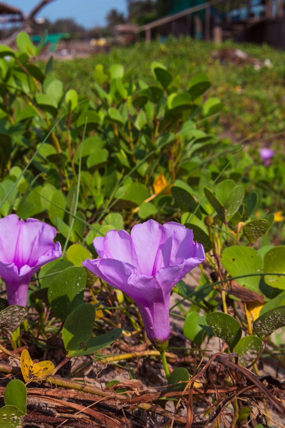 a couple of purple flowers sitting on top of a lush green field