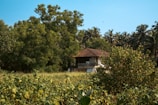 A rustic house with a slanted brown roof is nestled amidst a dense cluster of trees, including palm trees and lush green vegetation. In the foreground, a field with tall greenery and flowering plants is visible, adding to the natural setting.