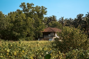 A rustic house with a slanted brown roof is nestled amidst a dense cluster of trees, including palm trees and lush green vegetation. In the foreground, a field with tall greenery and flowering plants is visible, adding to the natural setting.