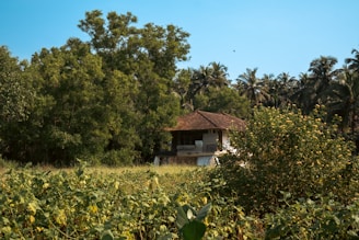 A rustic house with a slanted brown roof is nestled amidst a dense cluster of trees, including palm trees and lush green vegetation. In the foreground, a field with tall greenery and flowering plants is visible, adding to the natural setting.