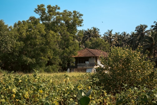 A rustic house with a slanted brown roof is nestled amidst a dense cluster of trees, including palm trees and lush green vegetation. In the foreground, a field with tall greenery and flowering plants is visible, adding to the natural setting.