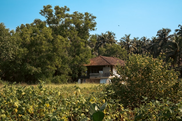 A rustic house with a slanted brown roof is nestled amidst a dense cluster of trees, including palm trees and lush green vegetation. In the foreground, a field with tall greenery and flowering plants is visible, adding to the natural setting.