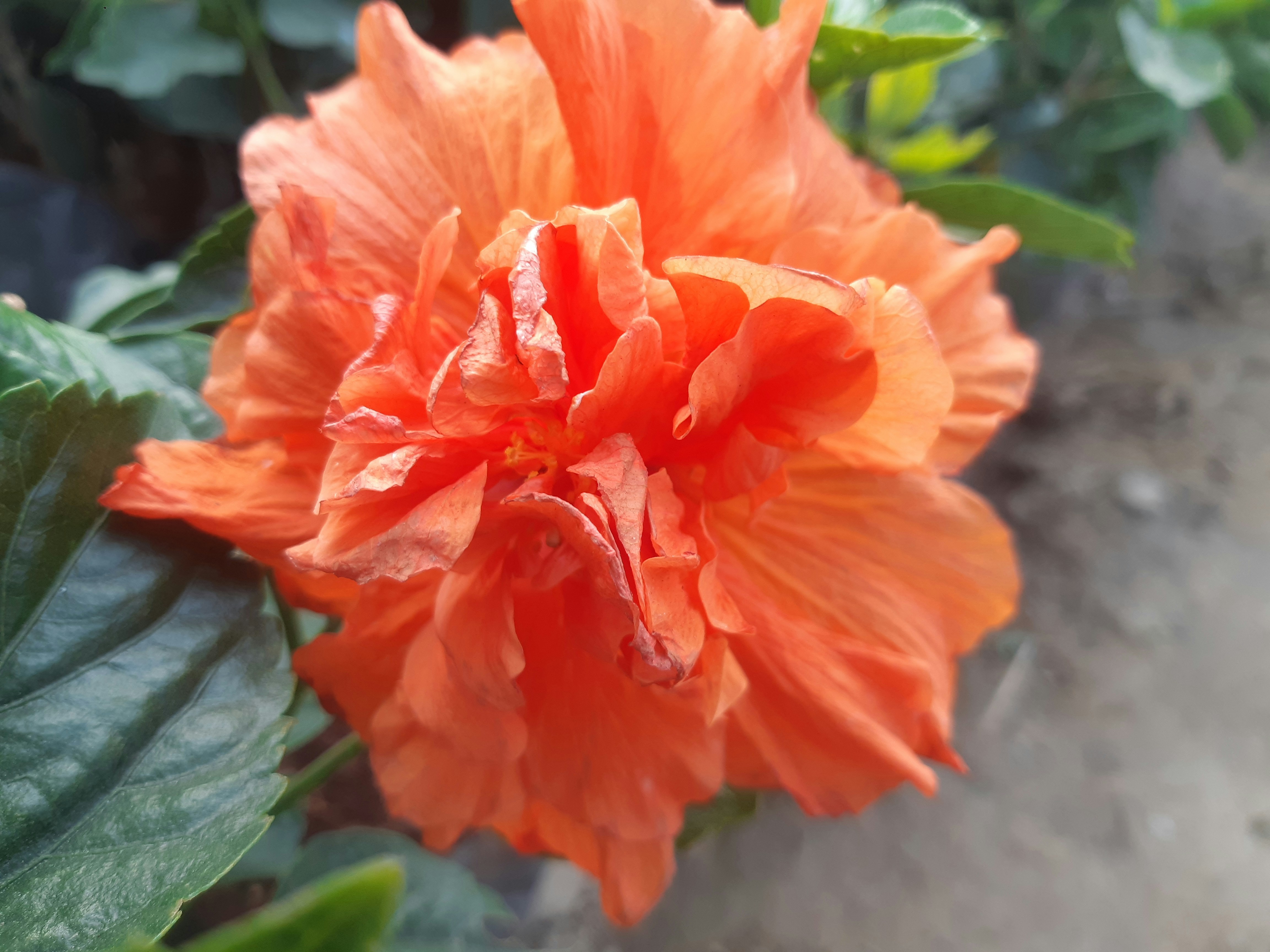 Hibiscus GreenWay