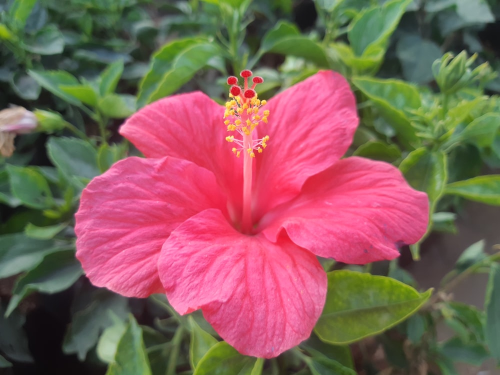 a pink flower with green leaves in the background