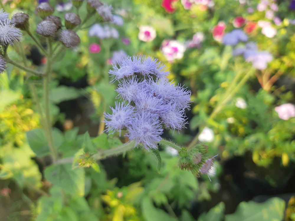 a bunch of flowers that are in the grass