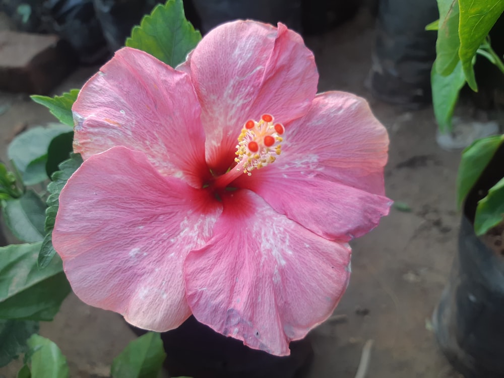 a pink flower with green leaves in the background