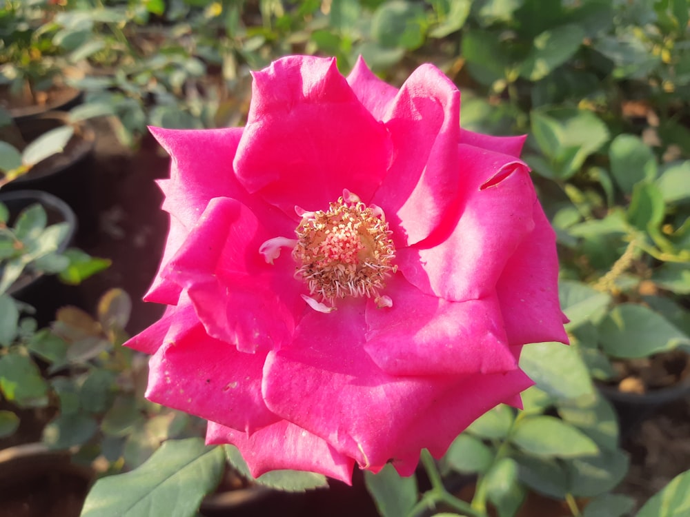 a close up of a pink rose in a garden