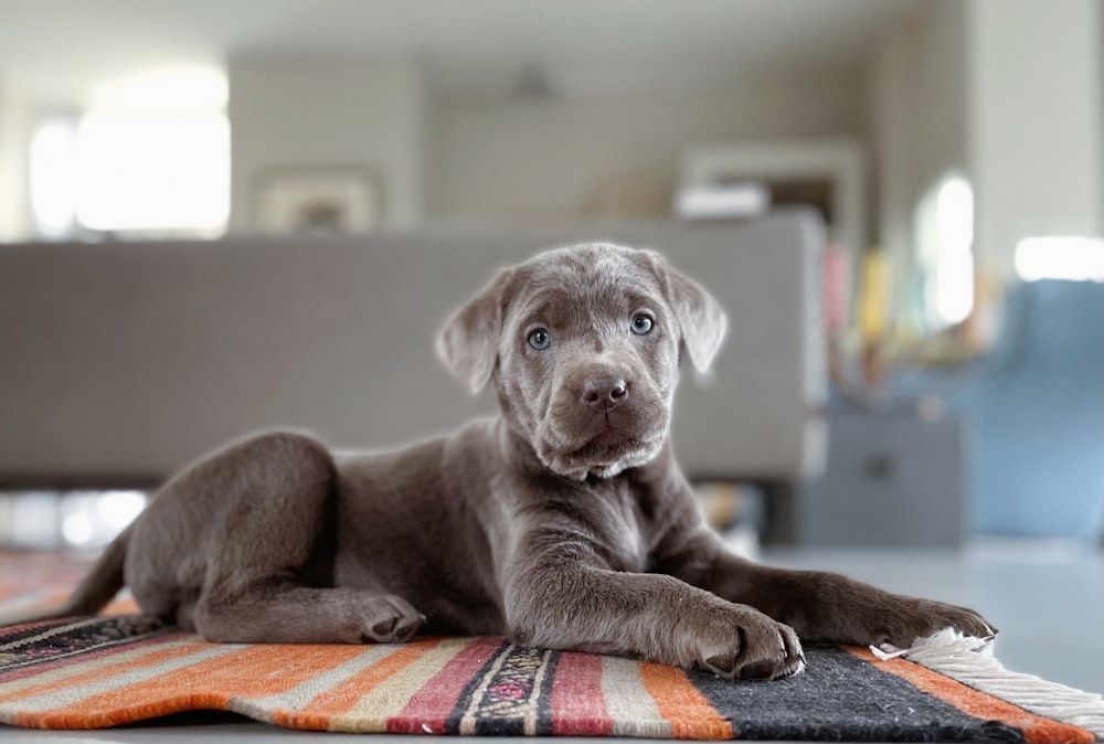 a puppy laying on a rug in a living room